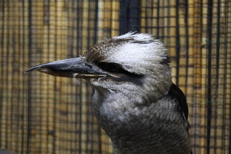 vogelausstellung