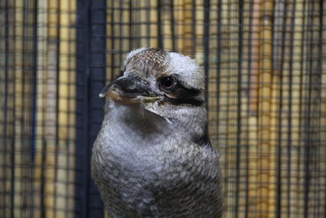 vogelausstellung