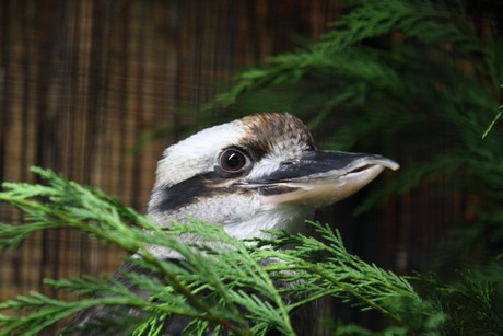 vogelausstellung