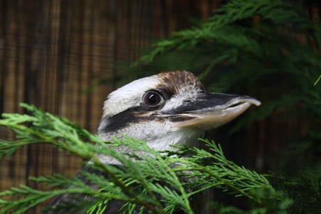 vogelausstellung