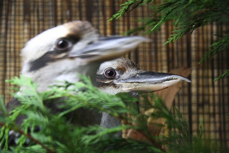 vogelausstellung