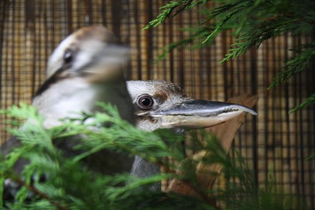 vogelausstellung