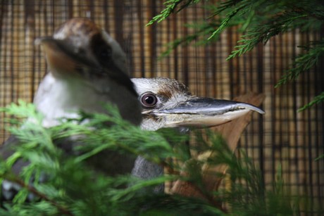 vogelausstellung