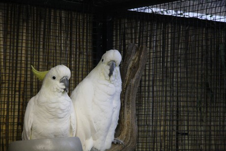 vogelausstellung