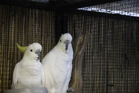 vogelausstellung