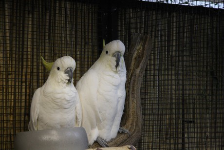 vogelausstellung