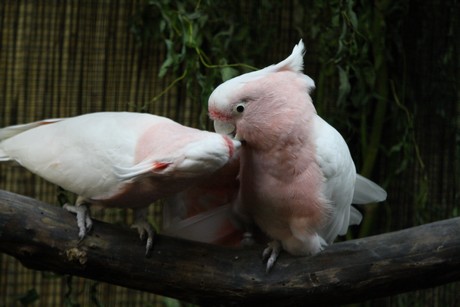 vogelausstellung