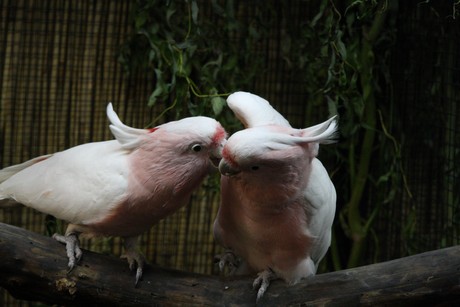 vogelausstellung