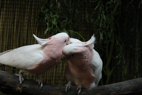 vogelausstellung