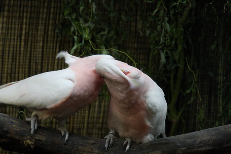 vogelausstellung