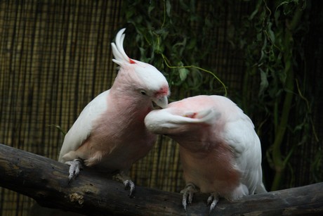 vogelausstellung