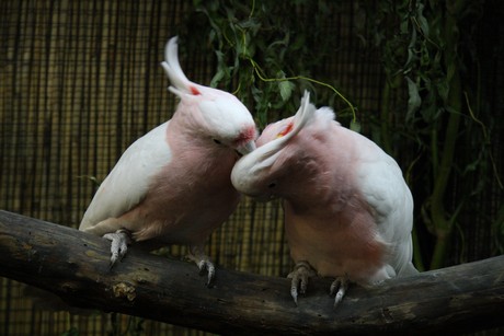 vogelausstellung