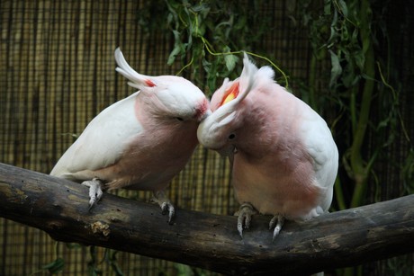 vogelausstellung