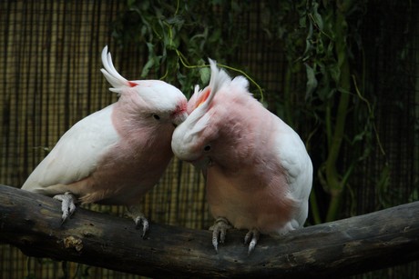 vogelausstellung