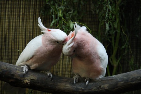 vogelausstellung