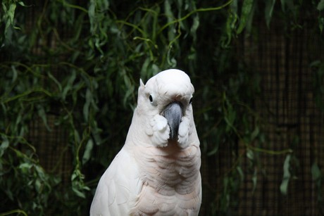 vogelausstellung