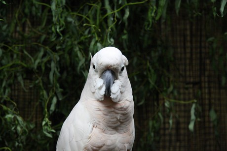 vogelausstellung