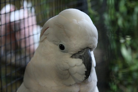 vogelausstellung