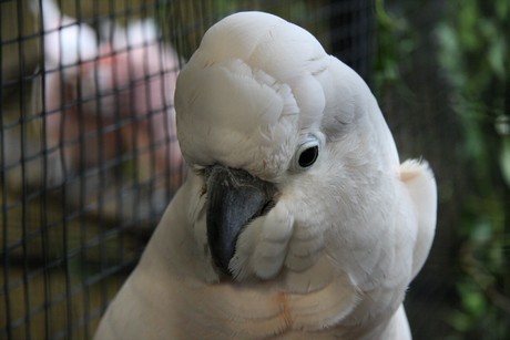 vogelausstellung