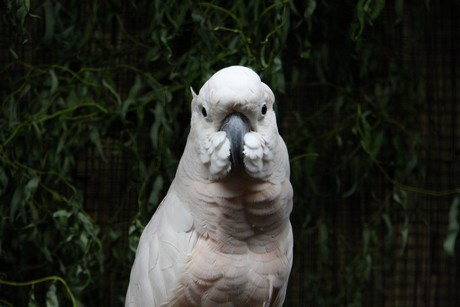 vogelausstellung