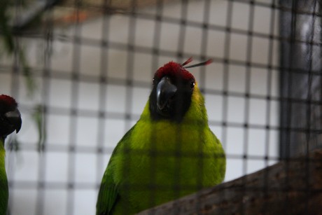 vogelausstellung