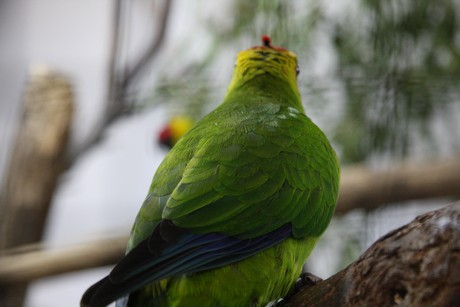 vogelausstellung