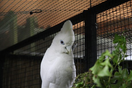 vogelausstellung