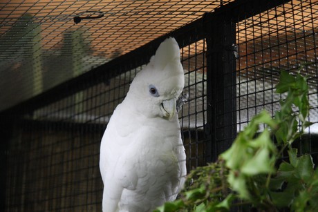 vogelausstellung