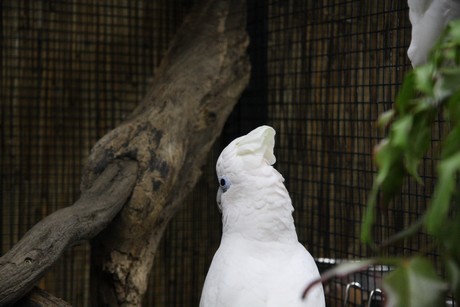 vogelausstellung