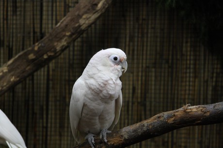 vogelausstellung