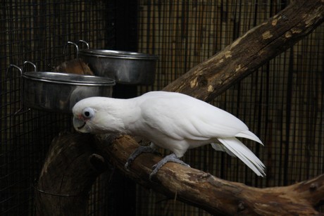 vogelausstellung