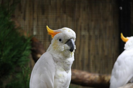 vogelausstellung