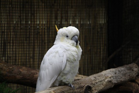 vogelausstellung