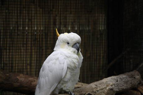 vogelausstellung