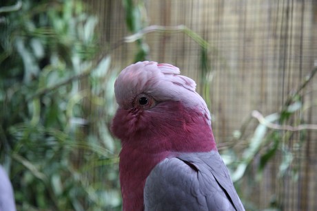 vogelausstellung