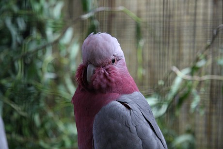 vogelausstellung