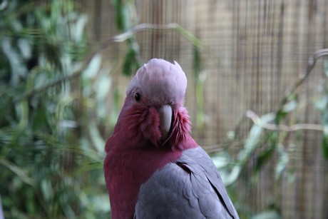 vogelausstellung