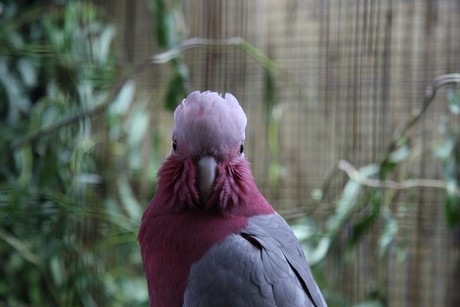 vogelausstellung