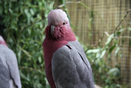 vogelausstellung