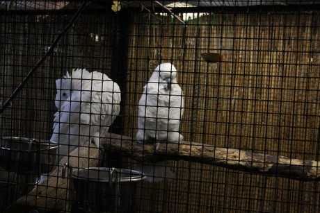 vogelausstellung