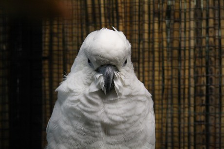 vogelausstellung