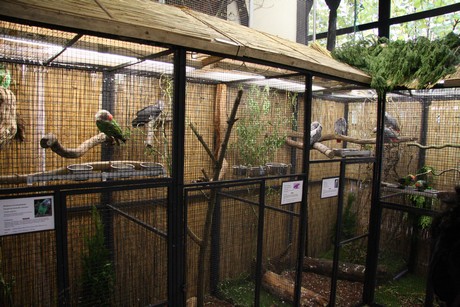 vogelausstellung