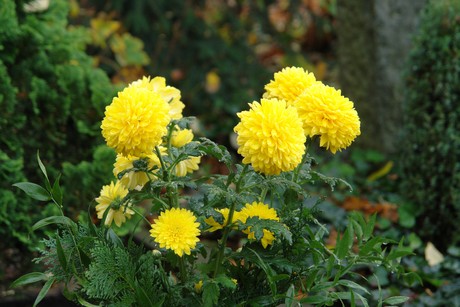 keldenich-friedhof