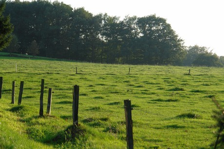 dohrgaul